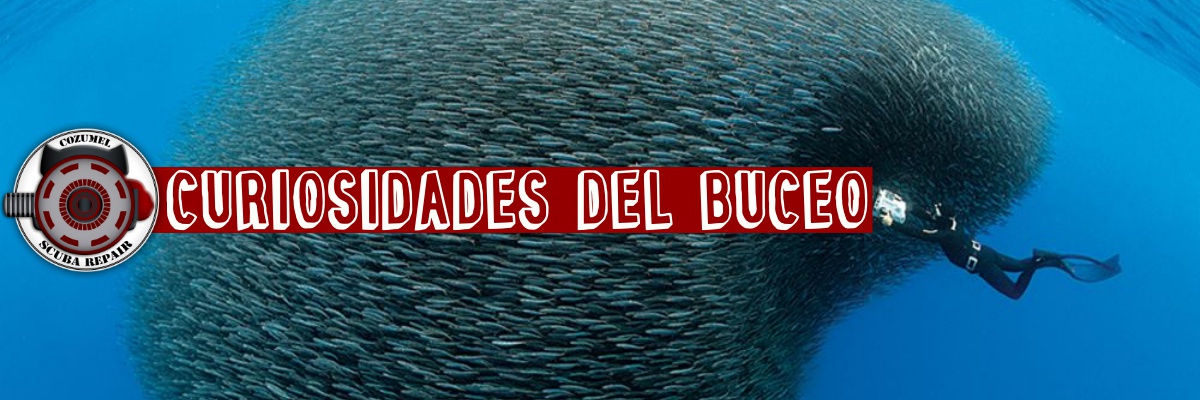 Curiosidades del buceo